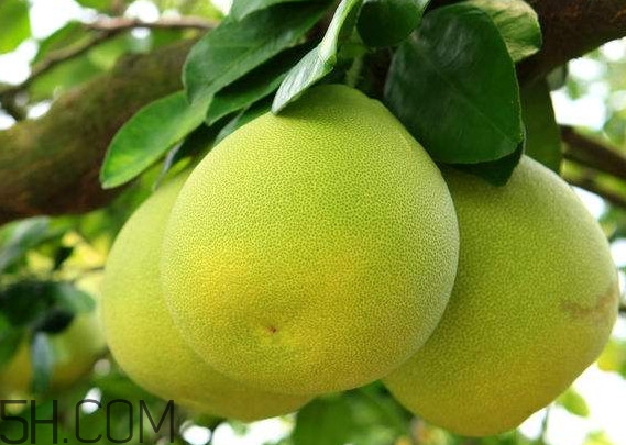 文旦怎么保存？文旦是哪個(gè)地方的特產(chǎn)