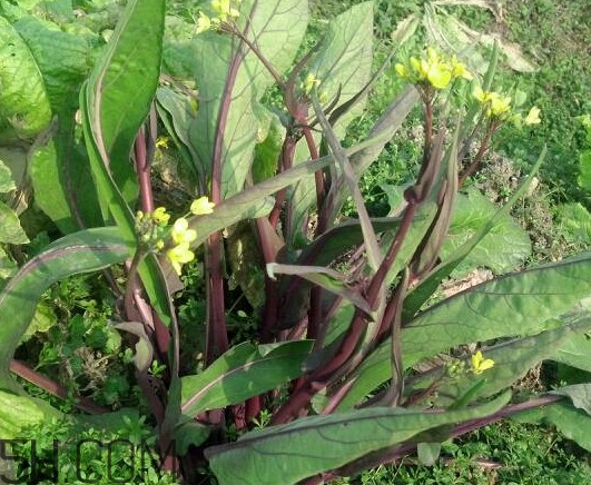 紅菜苔什么時(shí)候播種？紅菜苔什么季節(jié)才能吃