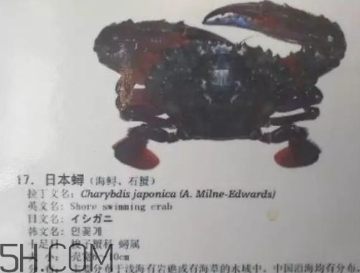 海虹蟹和梭子蟹哪個(gè)好？海虹蟹和梭子蟹的區(qū)別