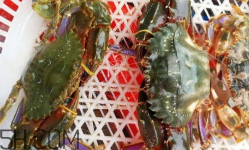 海虹蟹好吃嗎？海虹蟹多少錢一斤