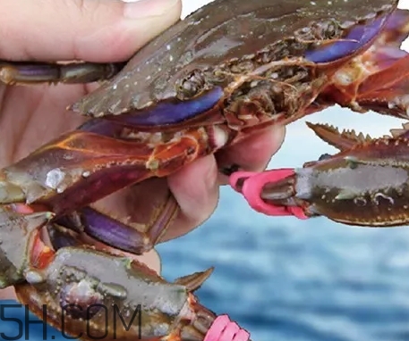 海虹蟹好吃嗎？海虹蟹多少錢一斤