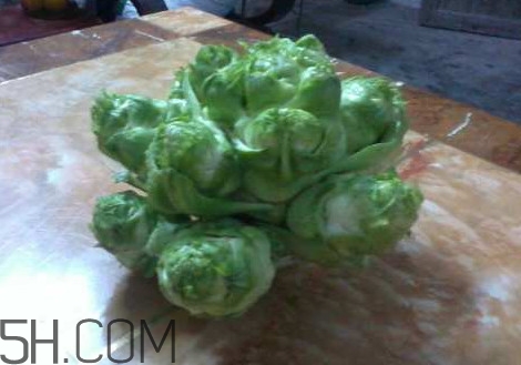 兒菜怎么吃？兒菜可不可以做泡菜