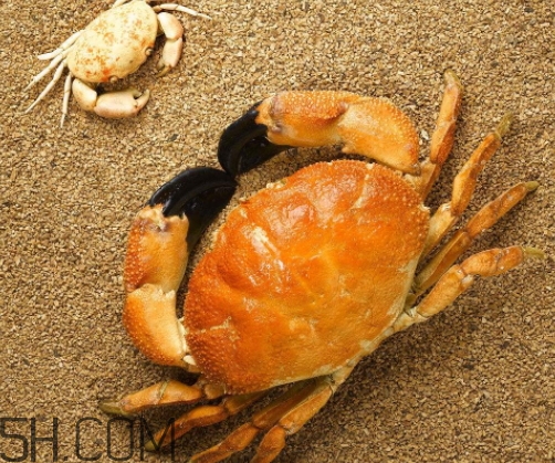 冬蟹多少錢一斤？冬蟹價(jià)格