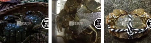菜蟹是什么蟹？菜蟹的營養(yǎng)價值與功效