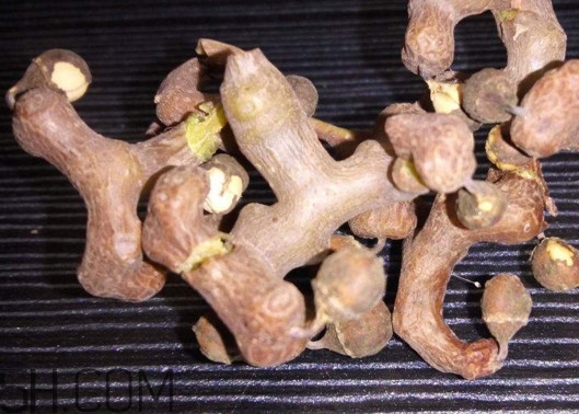 雞爪梨解酒是真的嗎？雞爪梨種下幾年能開花結果