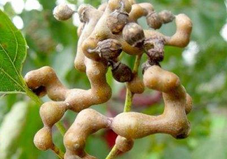 雞爪梨解酒是真的嗎？雞爪梨種下幾年能開花結(jié)果