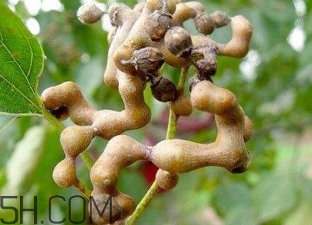 雞爪梨解酒是真的嗎？雞爪梨種下幾年能開花結果