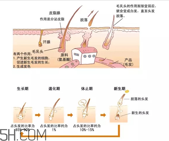 禿頂了還能長(zhǎng)出頭發(fā)嗎？禿頂和性欲太強(qiáng)是不是有關(guān)