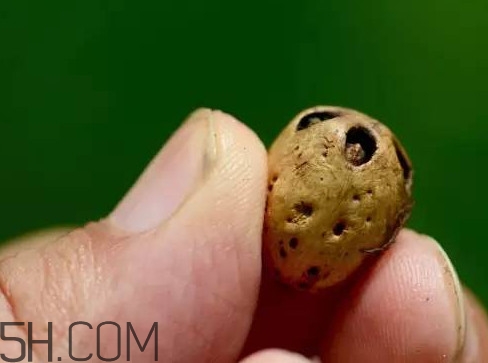 南酸棗可以泡酒嗎？南酸棗果核有什么功效