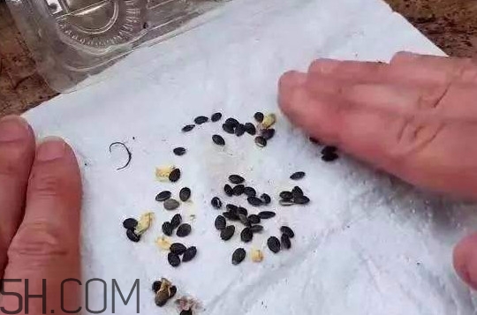 百香果的皮有什么作用？百香果籽可以種嗎