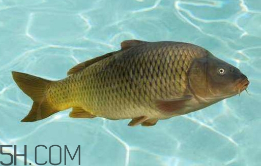 野生黃河鯉魚多少錢一斤？黃河鯉魚有幾根須