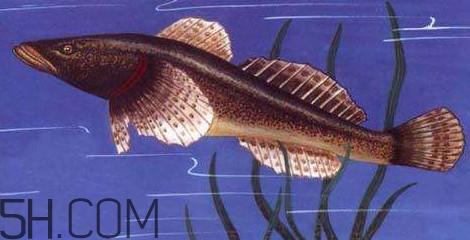 松江鱸魚多少錢一斤？松江鱸魚的松江在哪里