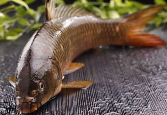 野生黃河鯉魚多少錢一斤？黃河鯉魚有幾根須
