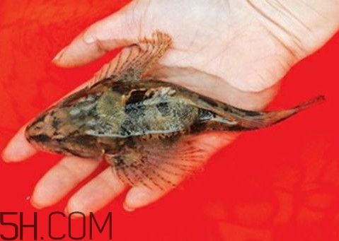 松江鱸魚(yú)怎么做？松江鱸魚(yú)養(yǎng)殖技術(shù)