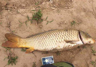 黃河鯉魚主要吃什么？黃河鯉魚和普通鯉魚的區(qū)別
