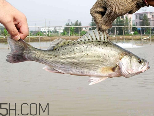 鱸魚蒸幾分鐘最好？河鱸魚和海鱸魚的區(qū)別