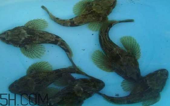 松江鱸魚(yú)怎么做？松江鱸魚(yú)養(yǎng)殖技術(shù)