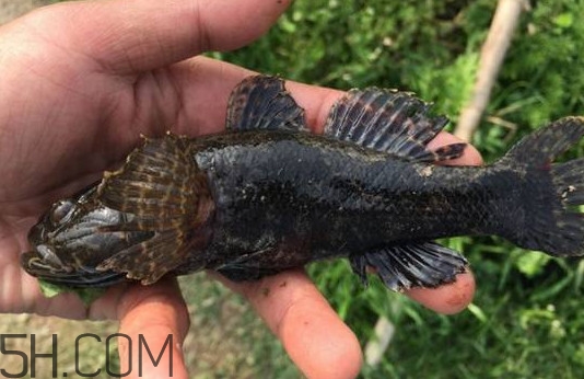 松江鱸魚能長多大？塘鱧魚和松江鱸魚有什么區(qū)別