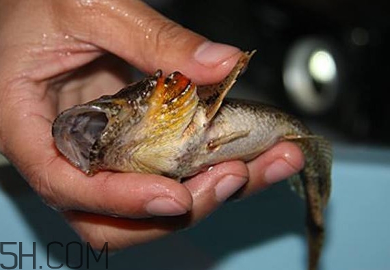 松江鱸魚(yú)產(chǎn)地在松江嗎？松江鱸魚(yú)是保護(hù)動(dòng)物嗎