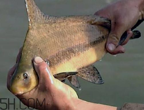 胭脂魚是冷水魚嗎？胭脂魚是熱帶魚嗎