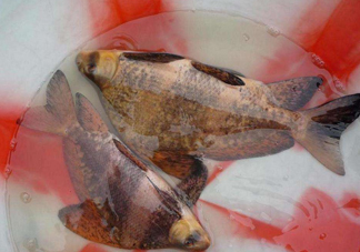 胭脂魚是冷水魚嗎？胭脂魚是熱帶魚嗎