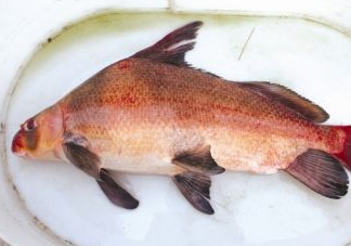 胭脂魚可以吃嗎？胭脂魚好養(yǎng)嗎
