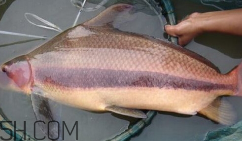 胭脂魚可以吃嗎？胭脂魚好養(yǎng)嗎