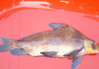 胭脂魚多少錢一斤？胭脂魚怎么做好吃