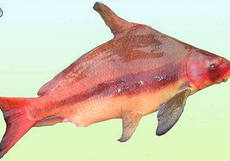 胭脂魚是什么魚？胭脂魚是保護(hù)動物嗎