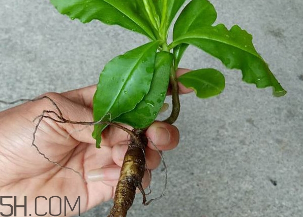 土人參怎么吃？新鮮的土人參多少錢一斤