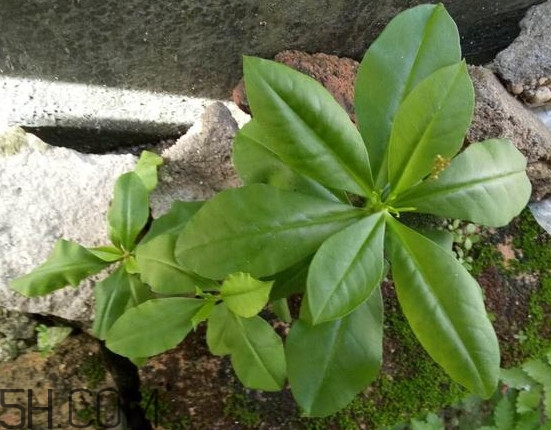 土人參有毒嗎？土人參葉子可以吃嗎？