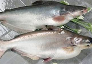 巴沙魚(yú)可以生吃嗎？巴沙魚(yú)的功效與作用