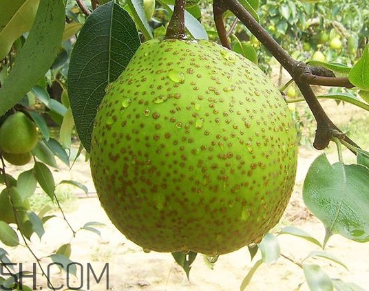 為什么萊陽梨好吃？萊陽梨的功效與作用