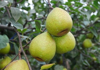 萊陽(yáng)梨怎么催熟？萊陽(yáng)梨汁多少錢(qián)一箱