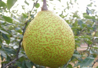 萊陽(yáng)梨是哪里的？萊陽(yáng)梨是什么梨
