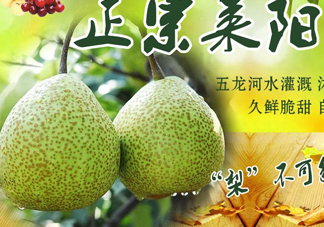 萊陽(yáng)梨幾月份才會(huì)有？正宗萊陽(yáng)梨哪里能買(mǎi)的到