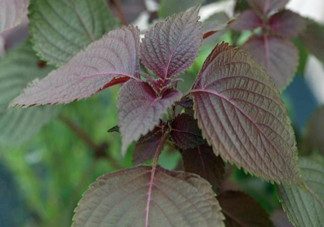 紫蘇的功效和作用是什么？紫蘇可以和雞蛋就一起吃嗎？