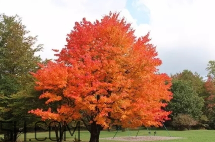 楓糖色口紅是什么顏色？楓糖色口紅試色