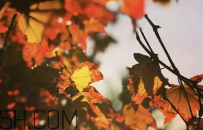 楓糖色口紅哪個(gè)牌子好？楓糖色口紅推薦