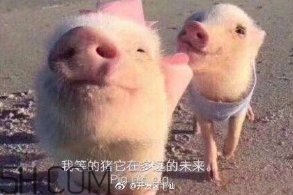 豬精女孩健康養(yǎng)生指南有哪些？豬精女孩健康養(yǎng)生指南是什么？