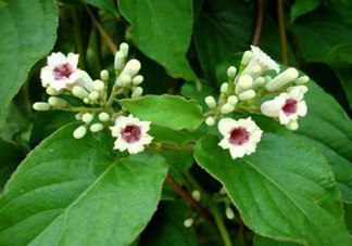 什么是雞矢藤？雞矢藤的功效與作用是什么？