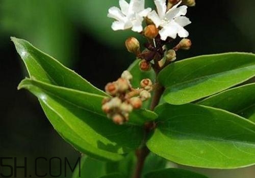 什么是丁公藤？丁公藤的功效與作用是什么？