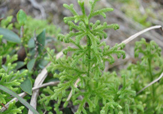 什么是伸筋草？伸筋草的功效與作用是什么？