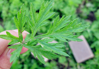 艾葉草洗澡有什么好處？怎么挑選艾葉草？