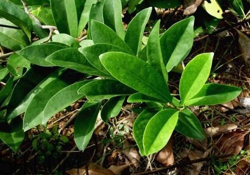 什么是丁公藤？丁公藤的功效與作用是什么？