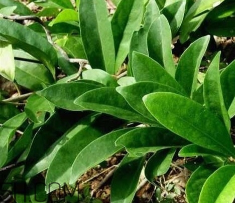 什么是丁公藤？丁公藤的功效與作用是什么？