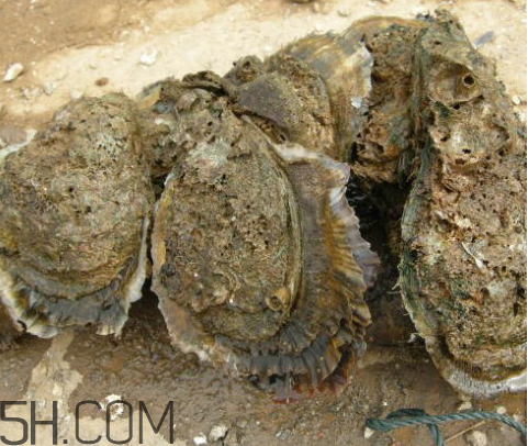 吃生蠔應(yīng)該注意哪些事項？生蠔與牡蠣的區(qū)別