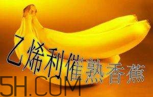 冬天可以吃葡萄嗎？冬天吃葡萄好不好？