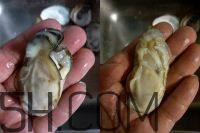 吃生蠔應(yīng)該注意哪些事項？生蠔與牡蠣的區(qū)別