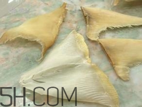 真假魚翅怎么辨別？魚翅的營養(yǎng)價值